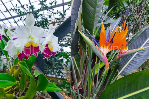 Новогодние экзоты зацвели в ботаническом саду Нижнего Новгорода